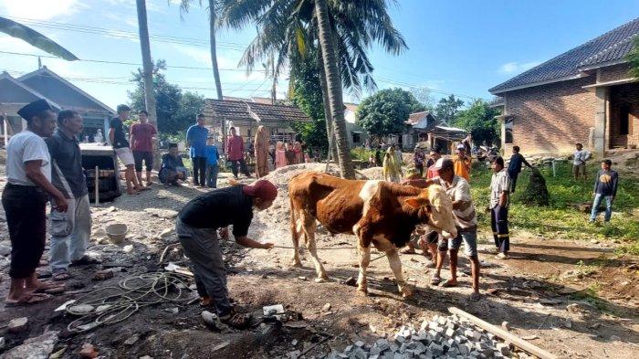 Warga Kampung Deringo Simpang Dapat Kiriman Hewan Sapi Kurban dari Wali Kota Cilegon Helldy Agustian
