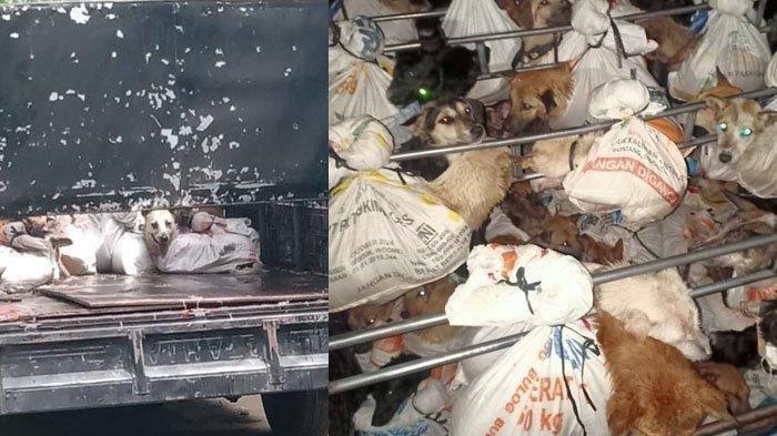 Terdakwa Kasus Penyelundupan Anjing di Kulon Progo Divonis 10 Bulan Penjara dan Denda Rp 150 Juta