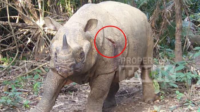 Seekor badak jawan jantan Musofa dilaporkan mati, usai ditranslokasi dari habitat alaminya, menuju kawasan konservasi khusus Javan Rhino Study and Conservation Area (JRSCA) Taman Nasional Ujung Kulon (TNUK).