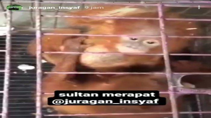 Viral Satwa Langka yang Dilindungi Dijual di Media Sosial, Polisi Diminta Segera Turun Tangan