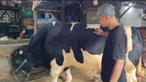 IDUL-ADHA-2025-sapi-kurban-prabowo.jpg