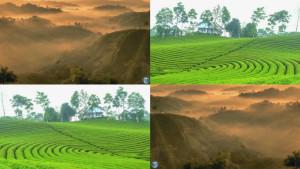 Kebun-teh-cikuya-p.jpg