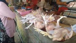 PEDAGANG-AYAM-DI-PASAR-SAMPAY-U.jpg