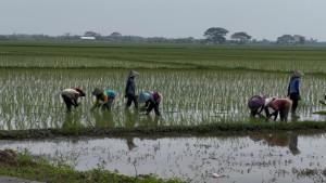 Petani-Tanam-Padi-Sawah-Serang.jpg