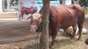 Sapi-kurban-Jokowi-Jumbo.jpg