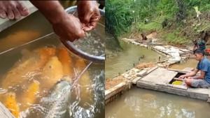 budi-daya-ikan-berok.jpg