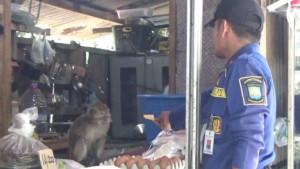 evakuasi-monyet-liar-di-Cibodas-Tangerang.jpg