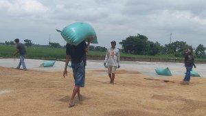 gabah-kering-panen-di-salah-satu-tengkulak.jpg