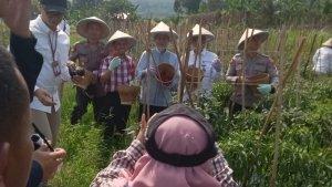 h-embay-dan-kepala-bi-banten-panen-cabai-merah.jpg
