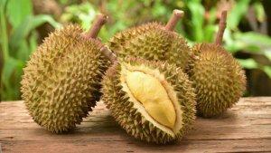 ilustrasi-durian-6.jpg