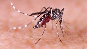 ilustrasi-gigitan-nyamuk-aedes-aegypti.jpg