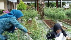 kebun-sayur-pkk-lebak.jpg