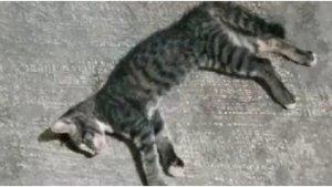 kucing-mati-now.jpg