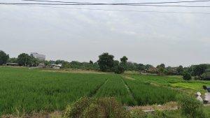 lahan-pertanian-ghfhgt.jpg