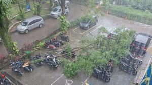 pohon-tumbang-ciater.jpg