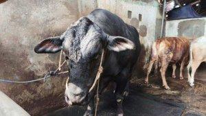 sapi-prabowo-kurban-di-lampung.jpg