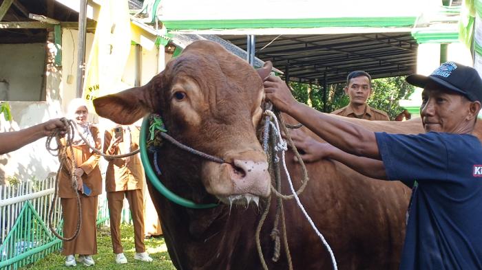 HEWAN-KURBAN-Tampang-Sapi-Limosin-bernama-Bobi-bobot.jpg