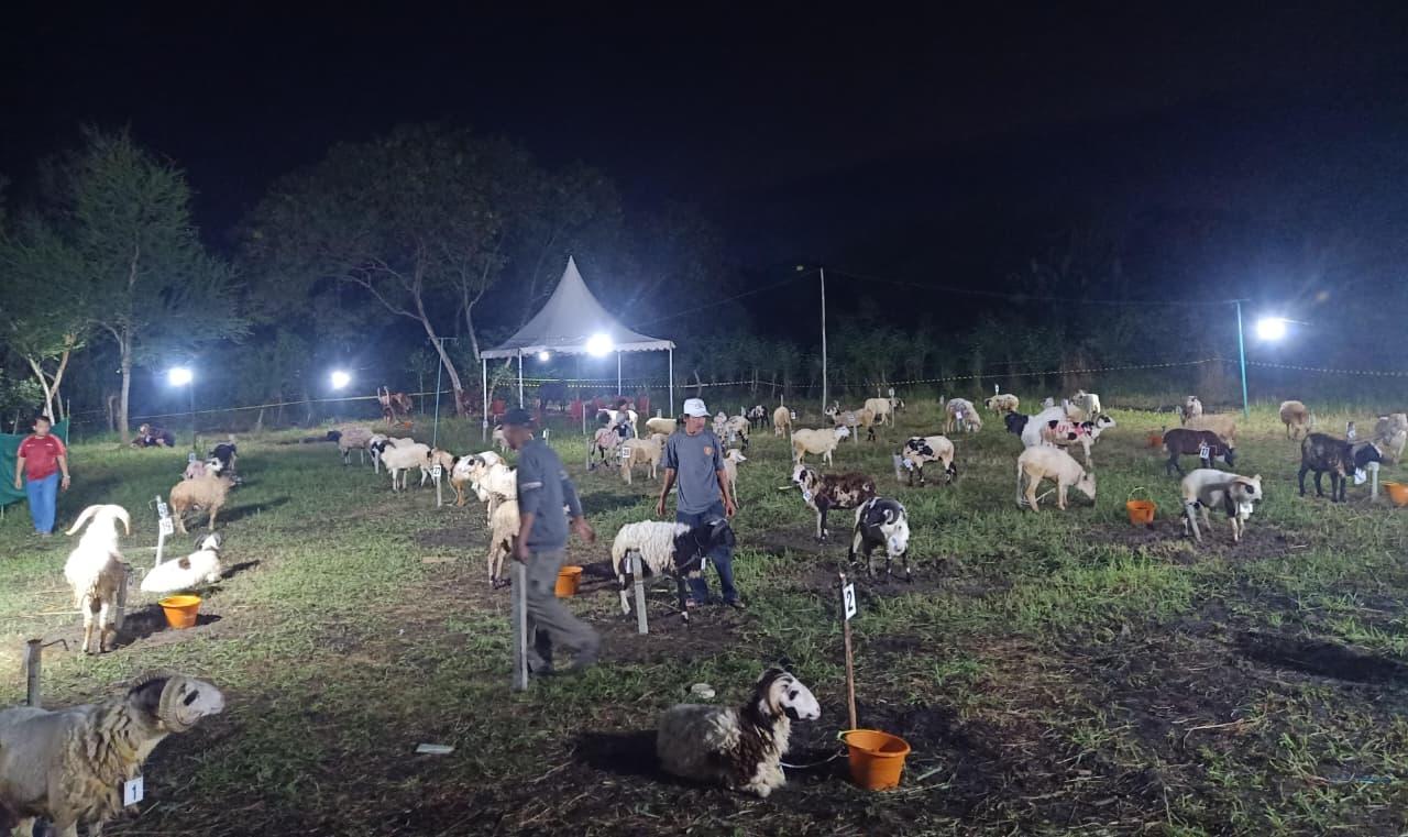 Hewan-kurban-kota-serang-n.jpg