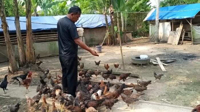 Kuncoro-ASN-Pemprov-Banten-Ternak-Ayam.jpg