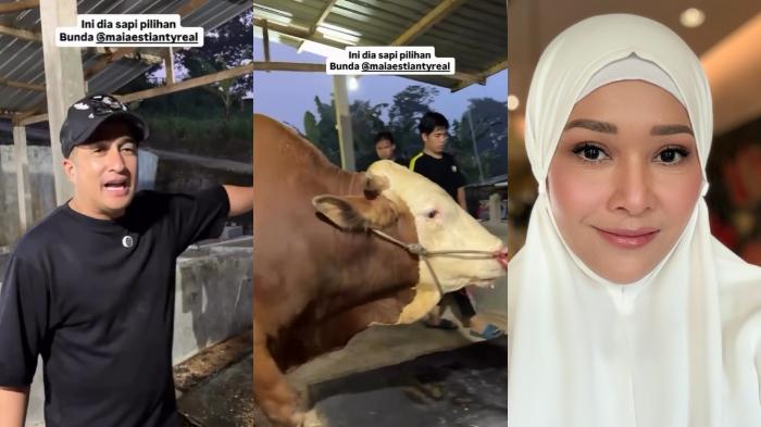 Maia-Estianty-membeli-sapi-kurban-berukuran-jumbo.jpg