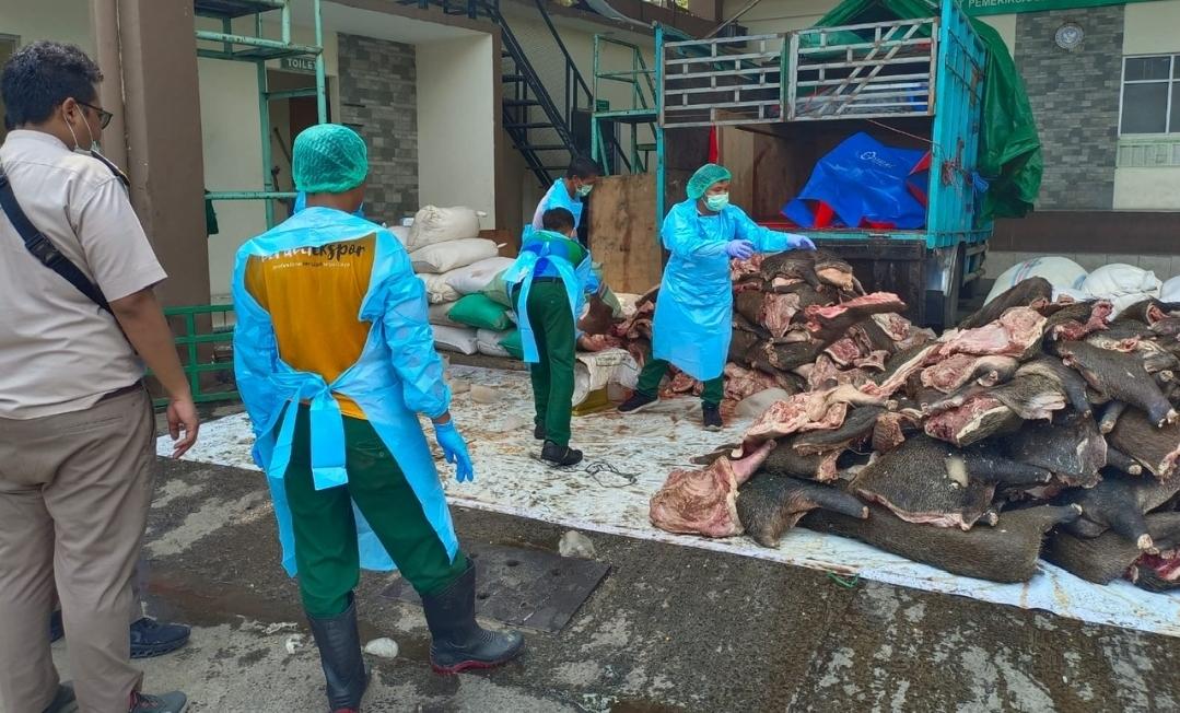 Penyelundupan-daging-celeng-daging-babi.jpg