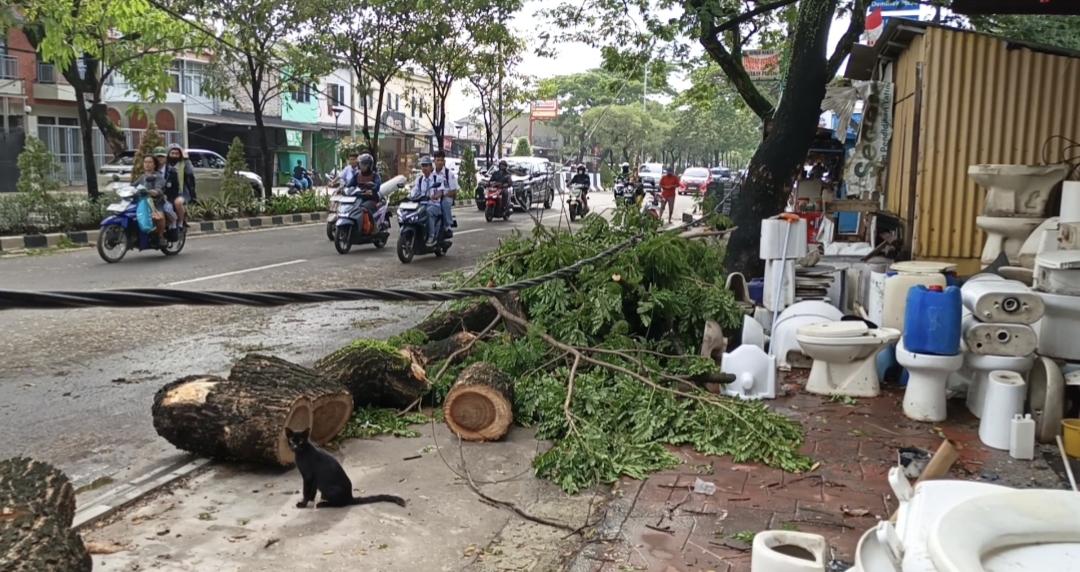 Belasan Tahun Tak Dirawat dan Rawan Tumbang, Pohon Besar di Jalan Raya Ciater Bikin Cemas Warga