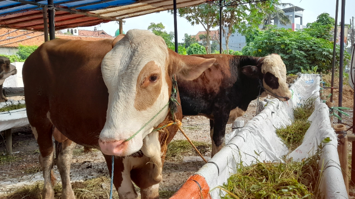 Jelang Idul Adha 1444 H, Penjual Hewan Kurban Mulai Menjamur di Kota Serang