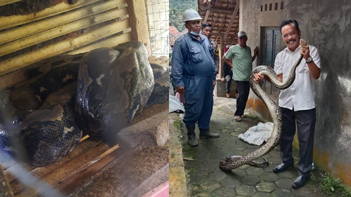 warga-lingkungan-gerem-digegerkan-ular-piton-panjang-3-meter.jpg