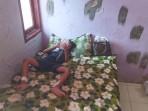 Bocah-diserang-monyet-liar-di-cisoka.jpg