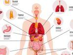 Ilustrasi-organ-tubuh-manusia.jpg