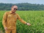 Kepala-Dinas-Ketahanan-Pangan-dan-Pertanian-Kabupaten-Serang-Suhardjo-asdadsa.jpg