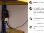 anak-monyet.jpg