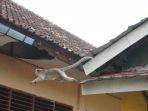 bpbd-kabupaten-tangerang-berupaya-untuk-menangkap-seekor-monyet-liar.jpg
