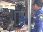evakuasi-monyet-liar-di-Cibodas-Tangerang.jpg