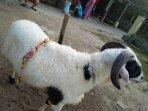foto-hewan-kambing.jpg