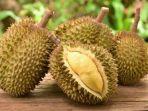 ilustrasi-durian-6.jpg