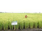 ilustrasi-sawah.jpg