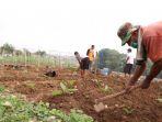 lahan-kumuh-di-bantaran-cisadane-dijadikan-warga-bercocok-tanam.jpg