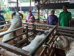 lapak-hewan-kurban-di-kota-cilegon-mulai-ramai-didatangi-pembeli.jpg