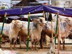 rizky-billar-dan-lesti-kejora-beli-tiga-ekor-sapi-kurban.jpg