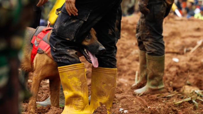 16112025 anjing pelacak dikerahkan untuk mencari korban hilang bencana longsor majenang cilacap