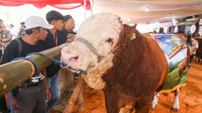 20260425-KONTES SAPI DI WONOSOBO