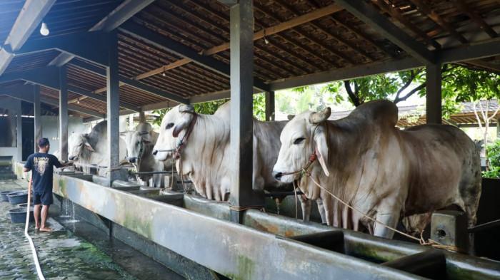 20260425-peternakan sapi