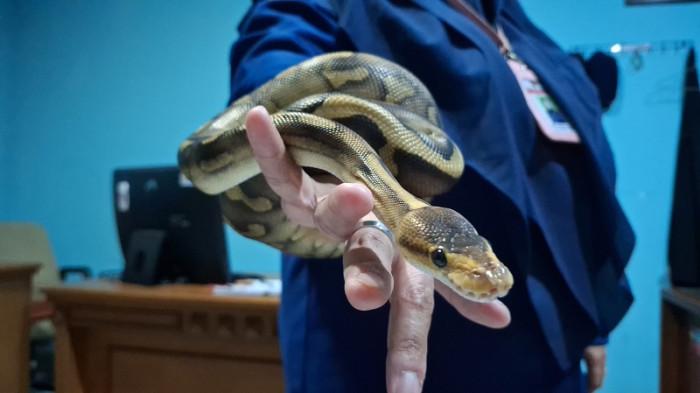 EDUKASI - Ular ball python dipelihara di Mako Damkar Semarang, Jalan Madukoro Raya, Kecamatan Semarang Barat, Kota Semarang, Jawa Tengah, Rabu (13/5/2026). Ular hasil rescue itu menjadi koleksi Damkar Semarang sekaligus media edukasi bagi warga.