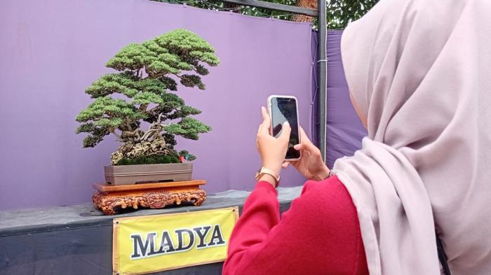 Cantik, Penampakan Bonsai Seharga Rp 800 Juta di Pameran Bonsai Kudus