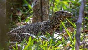 06102025-ilustrasi-biawak.jpg