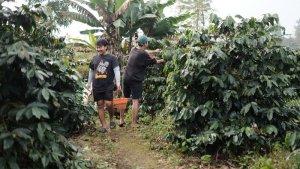 12062025-peserta-petik-kopi-bersama-di-perkebunan-kopi-dawuhan-wonosobo.jpg