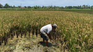 12102025-petani-panen-padi-cilacap.jpg