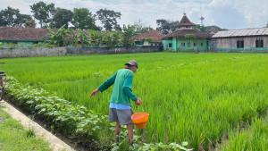 17092025-petani-karangmanyar-purbalingga-petani-beri-pupuk-sawah.jpg