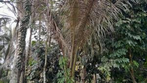 19092025-Pohon-kelapa-di-Bumisari-Purbalingga-mengering-terserang-hama-ulat.jpg